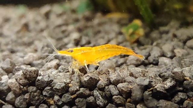 Пресноводная креветка Желтый огонь или Жёлтая Жемчужина (Neocaridina heteropoda var Yellow). смотреть онлайн