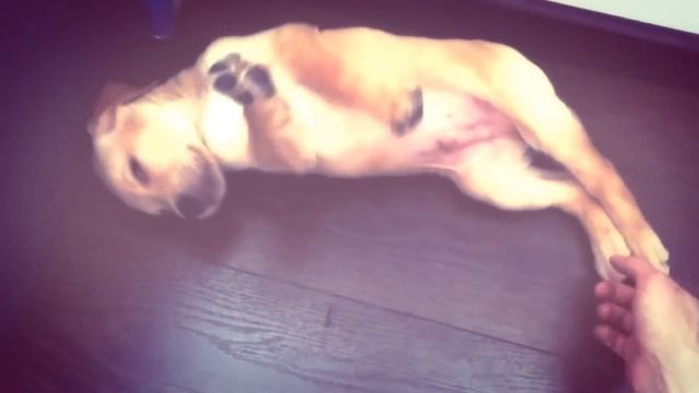 Крепкий сон лабрадора смотреть онлайн