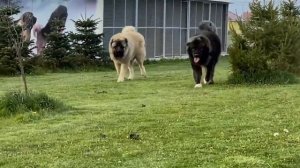 Эти СОБАКИ Запрещены Во Многих Странах Мира...