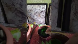 Размножение замиакулькуса "Доллоровое дерево"