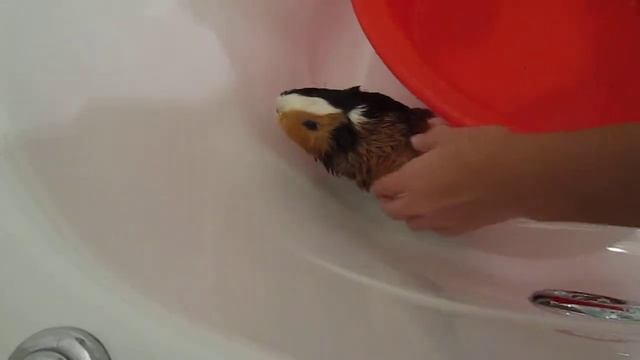 морская свинка фрося смотреть онлайн