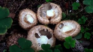 Чешуйчатка обыкновенная. Съедобные грибы. Как распознать.