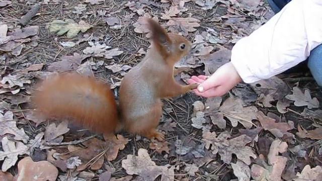 Белка ест орешки с рук смотреть онлайн