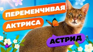 Самая артистичная кошка Астрид?? Влюбляет зрителей?