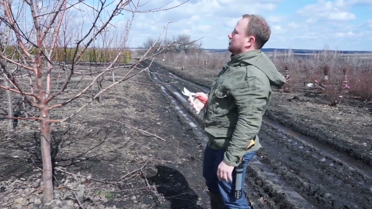 'Обрезка плодовых деревьев. Яблоня Орлинка', Стронгин Семён
