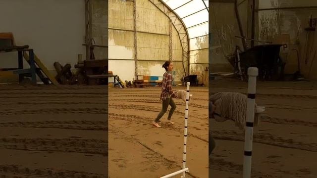 Теперь разминка рысью. Хоббихорсинг.