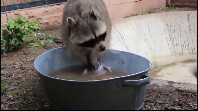 Енот полоскун стирает. Енот полоскун погром. Енот стирает вещи. Енот полоскает сахарную вату. Енот полоскун с тазиком.