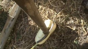 Кормление кур кабачками