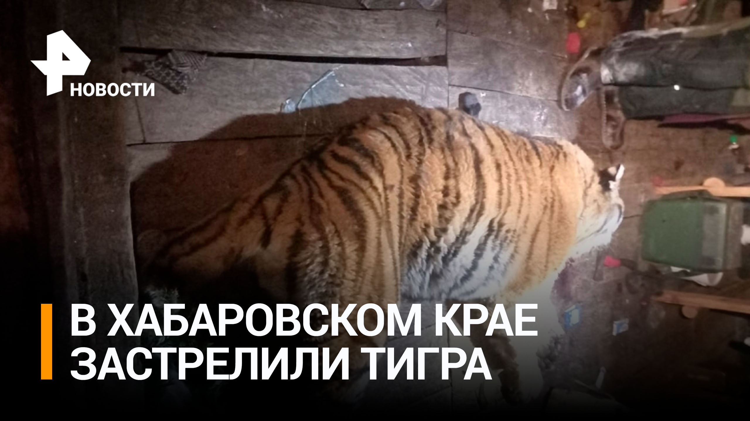 Голодный тигр-людоед чуть не убил 19-летнего охотника в Хабаровском крае / РЕН Новости