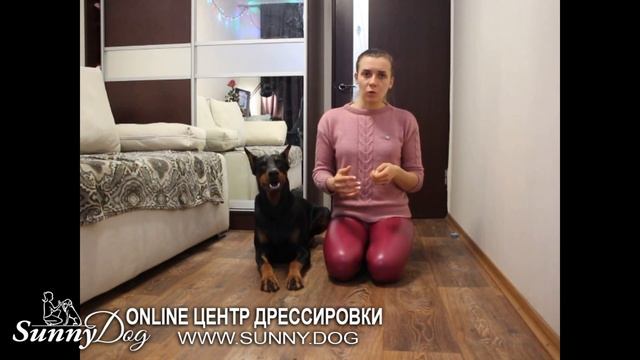 Немецкая овчарка, малинуа или восточноевропейская овчарка - кого выбрать? Рубрика #ВыборСобаки