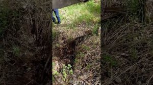 Коп металла на советской свалке,интересные находки,цены на металлолом,металлокоп экскаватором!!!???
