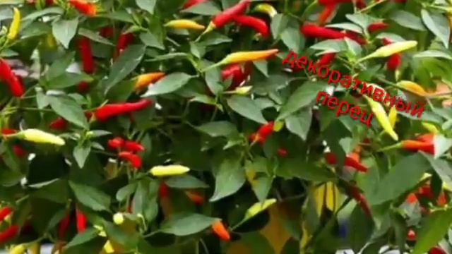 КАКИЕ КОМНАТНЫЕ ЦВЕТЫ ВЫБИРАТЬ ДЛЯ КУХНИ!