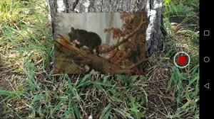 Оживление картины "Утро в сосновом лесу" И. Шишкин