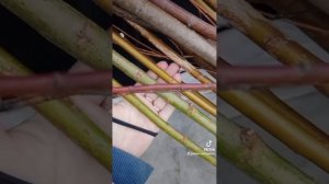 Выбираем подвой для прививки плакучей ивы