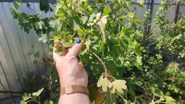 Влог# 320 Купить ДОМ в Краснодарском крае☀Уютный ДОМИК ?НОВЫЙ, но обжитой ? 5,7 млн.!!!!