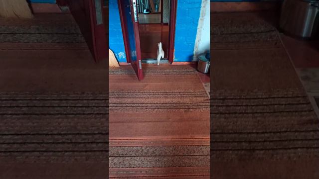 Эта наглая мадам подкинула нам своих деток 😊