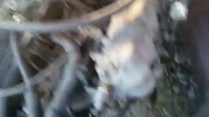 Свап Фольксваген т3 с двигателем от хонды  и кпп от ауди первый запуск