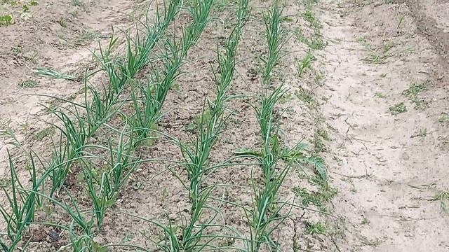 573. ДЛЯ КРУПНОЙ ГОЛОВКИ= 2 я= подкормка чеснока= смотреть онлайн