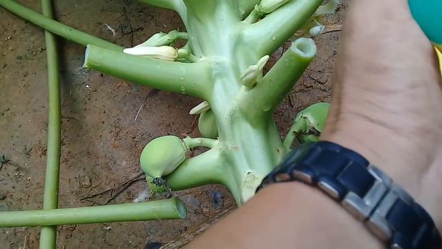 How to Marcot papaya смотреть онлайн