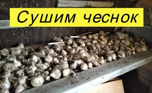 Сушим чеснок "Комсомолец"