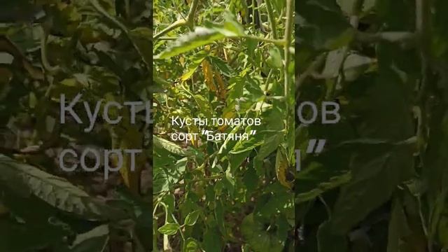 Кусты томатов сорт "Батяня".