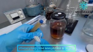 Инокуляция жидкого мицелия грибов - инструкция MycoFarm