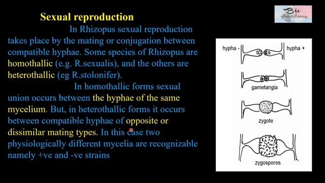Morphology, Anatomy, Reproduction & Life Cycle of Rhisopus/Fungus/Zygomycetes/for Biology students