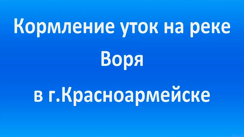 Кормление уток на реке Воря в г Красноармейске