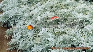 Полынь стеллера Морис Форм (artemisia stelleriana) ? обзор: как сажать, рассада полыни Морис Форм