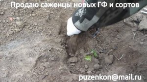 Посадка вегетирующих саженцев винограда (Пузенко Наталья Лариасовна)