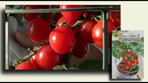 F1 Маленькая Звезда