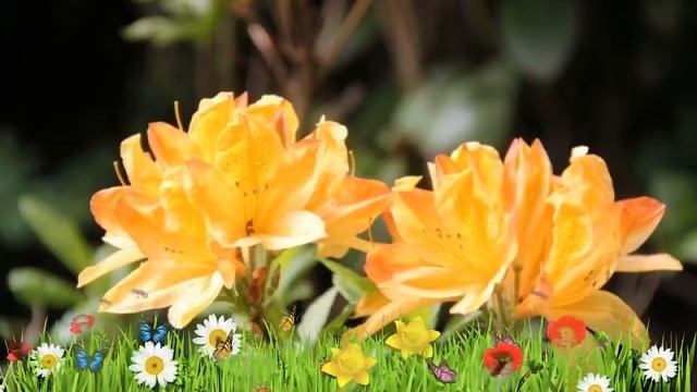 Азалия гибридная Голден Сансет ? Обзор: посадка и уход. крупномеры азалии: описание и особенности смотреть онлайн