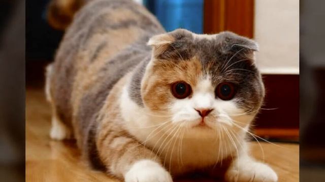 ШОТЛАНДСКАЯ ПОРОДА КОШЕК ВСЁ О ПОРОДЕ! | Всё обо всём