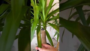 Юкка- виды и уход