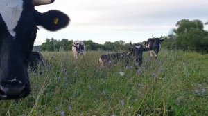 Прогулка-медитация по ферме