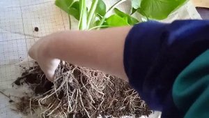 Эфиопская Калла, деление куста, пересадка на клумбу?