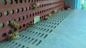 Продукты пчеловодства: зачем они пчёлам и людям?