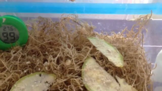 АХАТИНА РЕТИКУЛЯТА\день 4\инкубация\вылуп\Московская экзотика смотреть онлайн