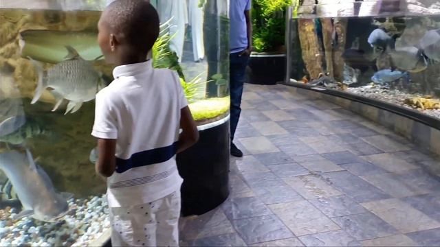 Dubai Mall Aquarium and Underwater Zoo смотреть онлайн