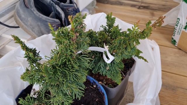 Хвойные горят! Черный укрывной на клубнику/ Дверь в детский домик. Дача с нуля 2023. 5 сезон. смотреть онлайн