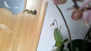 Фаленопсис Андорра!