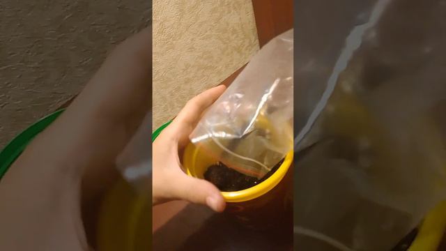 🍓🍓🍓Набор Вырасти дерево. Земляника Ананасная. Выращиваю землянику в квартире.🍓🍓🍓