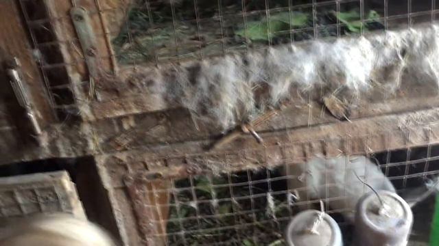 Контактный зоопарк часть 2 смотреть онлайн