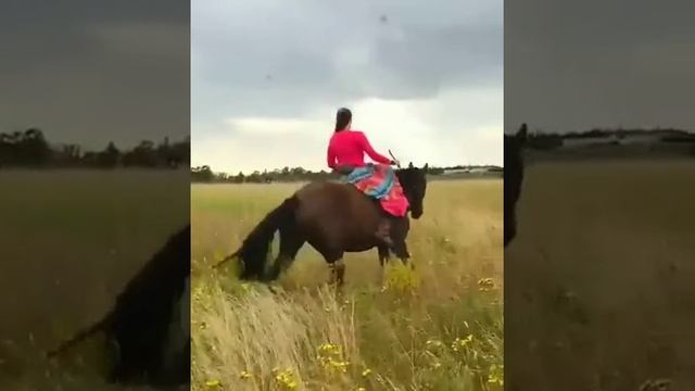 Дамская посадка без седла и оголовья в поле!