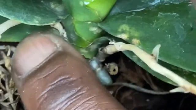 LIVE IN THE ORCHID JUNGLE LAST SUNDAY IN JUNE WALK THROUGH THE #orchidgreenhouse смотреть онлайн