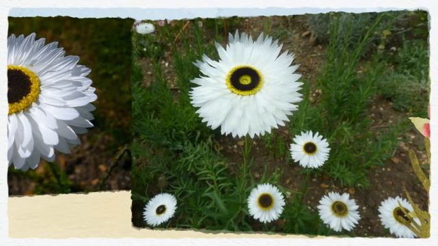 Акроклиниум или стеблеклонник (Acroclinium Roseum)