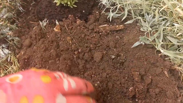 У Вас гибнет лаванда?Посади её так что бы она перезимовала в Подмосковье. смотреть онлайн