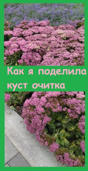 Как ПОДЕЛИТЬ ОЧИТОК, чтобы размножить его на клумбы
#сад #дача #цветы #garden #огород