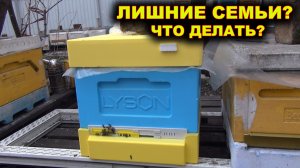Что делать с лишними семьями?