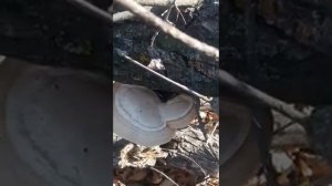 Сбор Грибы Волгоград 06.11.2019
